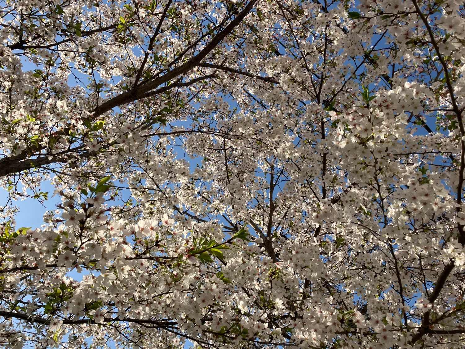 (キャプション自動取得対象外)